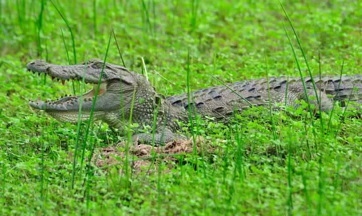 Glamping Safari Bordering Udawalawe National Park 2 days 
