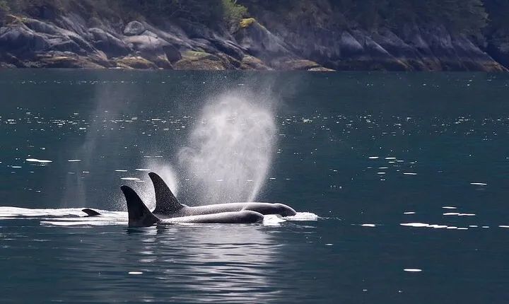 Tales & Tides: Alaskan Lore & Wildlife Cruise