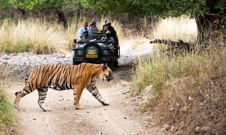8 Days Golden Triangle with Ranthambore & Udaipur Tour