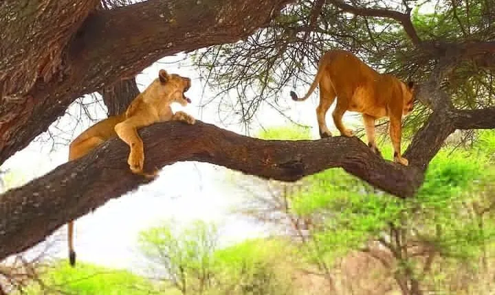 Theatre of the Wild 3 Days Safari Salt Lick & Satao from Mombasa.