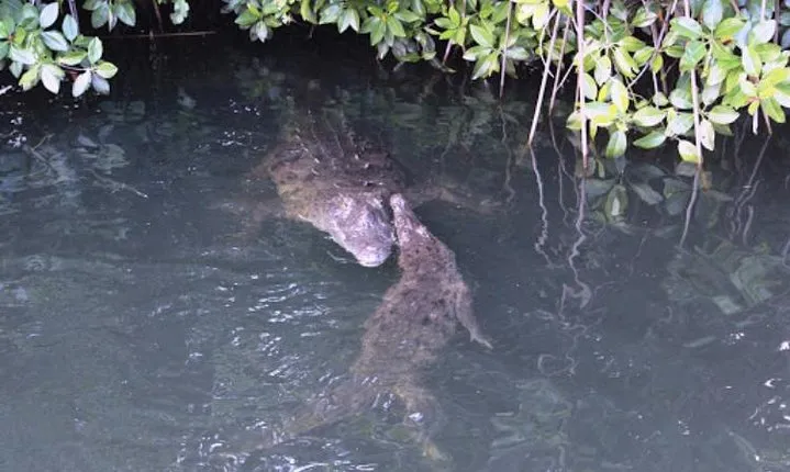 Black River Safari Private Tour 