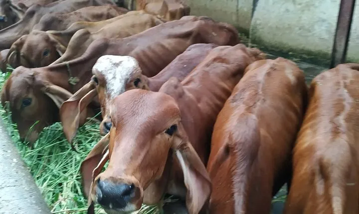 Private Mumbai by Dawn and Spiritual Temple Tour