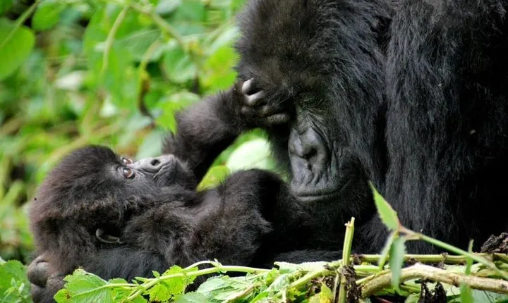 2 Day Gorilla Trekking at Bwindi National Park in Uganda