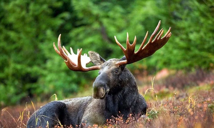 Moose Safari