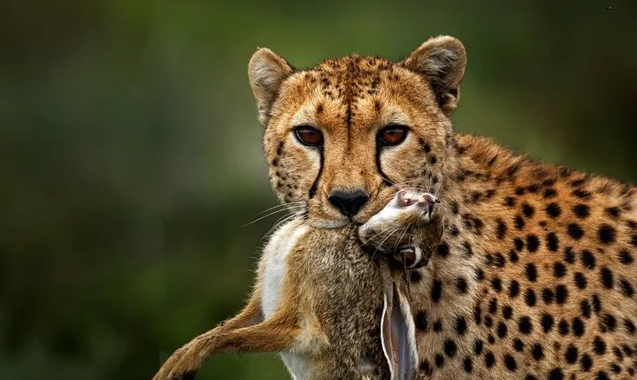 2 Days Tour in Lake Manyara National Park & Ngorongoro Crater