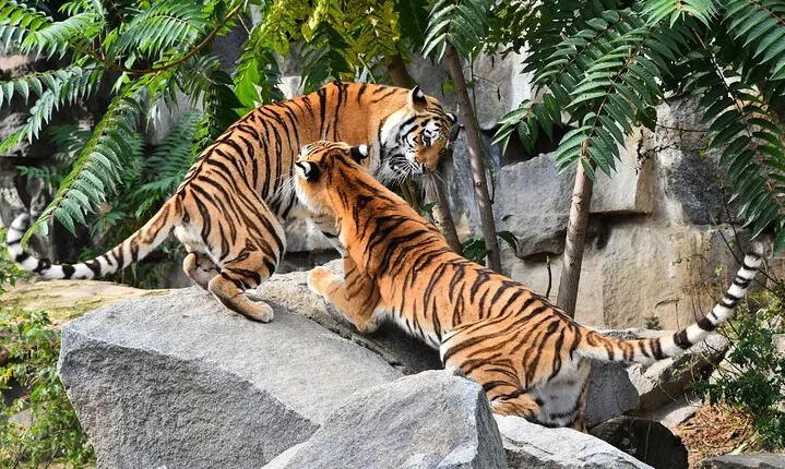 7 Day Golden Triangle Tour with Wildlife-Taj Mahal Tigers & Birds