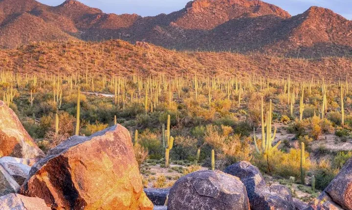 Saguaro National Park East E-Bike Tour