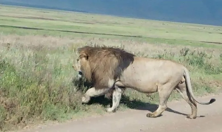 3 Days Budget Mid Range Safari Tour Tanzania