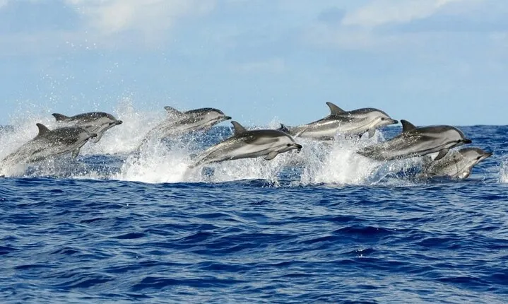 Swim with Dolphins Experience Sea Trip with Lunch - Marsa Alam