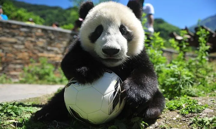1 Day Wolong Panda Nature Reserve Tour