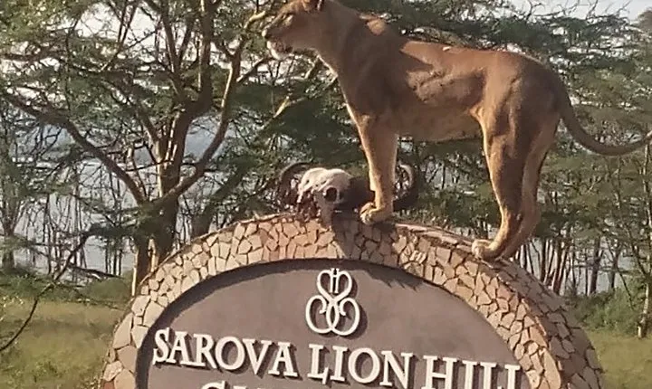 5 Days Safari to Aberdare N/P, Nakuru N/P and Maasai Mara N/R.