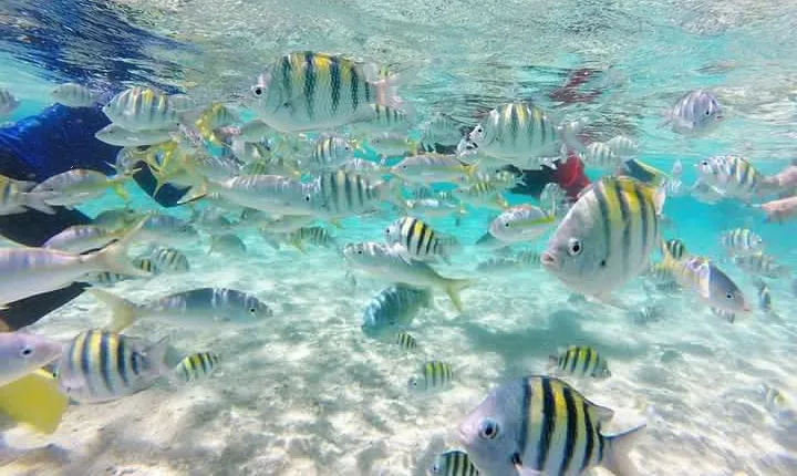 VIP tour to Paradise Island & The Mangroves