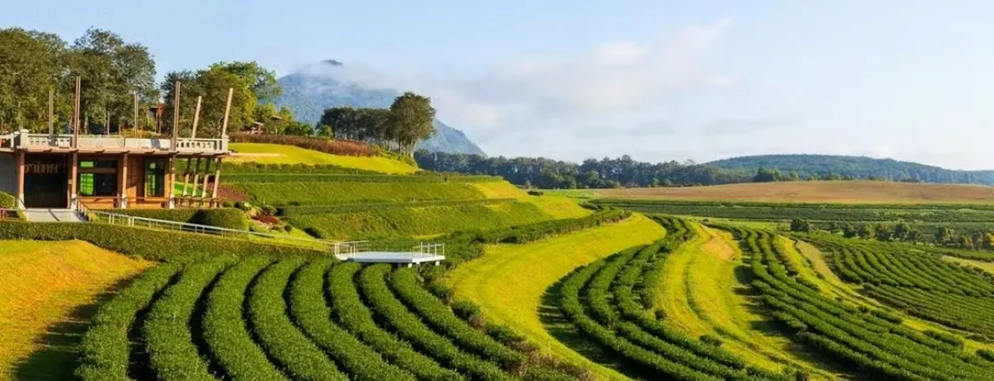 Chiang Rai Singha Park and Temple tour with private van charter