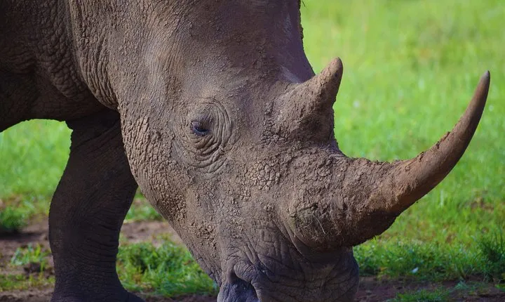 Nairobi National Park,Giraffe Centre, Karen Blixen Museum.
