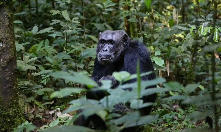 Gorillas, Chimpanzees and Wildlife Adventure