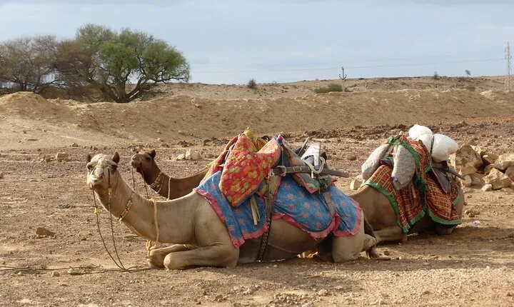 Overnight Wild Camping Desert Safari