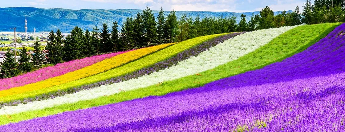 Full-Day Biei, Furano Flower Sea, Ningle Terrace Tour with Lunch