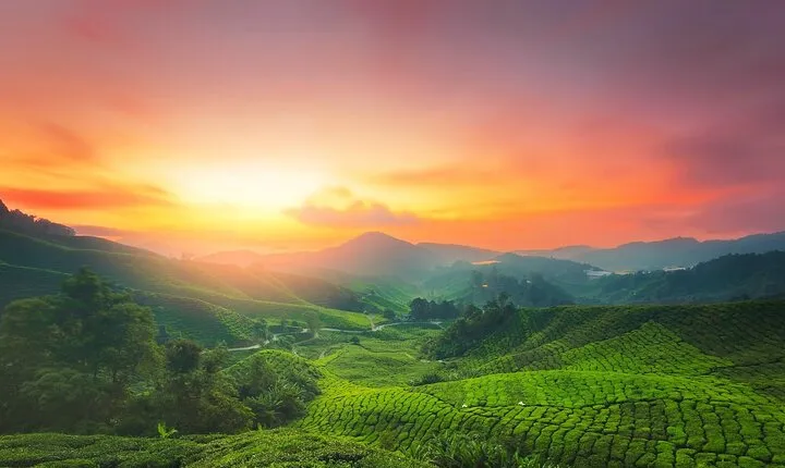 Experience Cameron Highland Sharing Tour