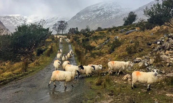 Back Roads Rural Private Tour around Killarney and the Reeks