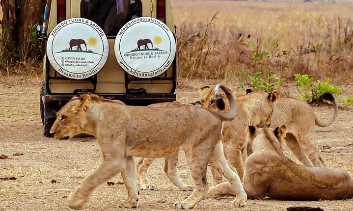4 Days 3 Nights Safari to Mikumi National Park