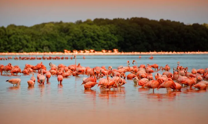 Private Tour: Celestun Biosphere Reserve by Yucatan Concierge