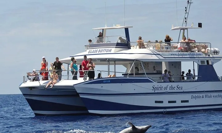 Dolphin and Whales watching cruise from Puerto Rico de Gran Canaria