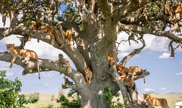 6-Day Serengeti Migration: Private Safari with Mid-range Luxury