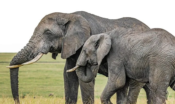 3 Days Unforgettable Masai Mara Safari Tour 