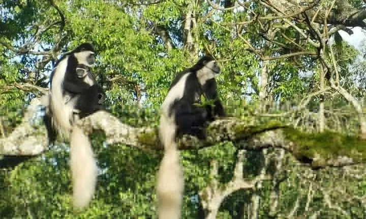 Day Tour to Arusha National Park