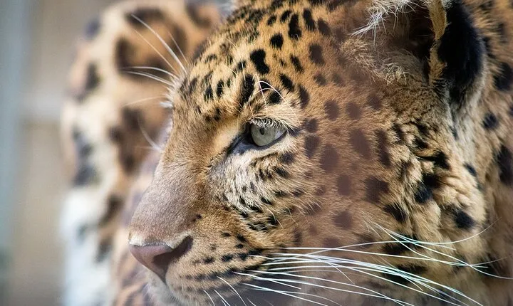 Private 3-Days Leopard Safari and Golden Triangle Tour from Delhi