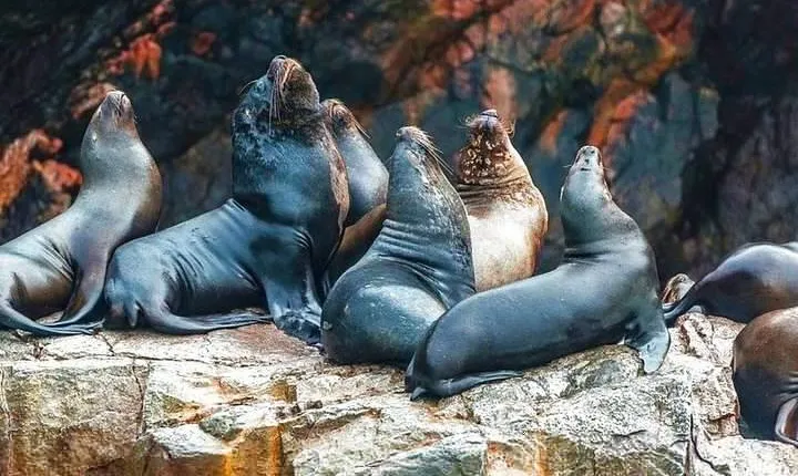 Ballestas Islands Tour & Paracas Reserve from Lima - Private Trip