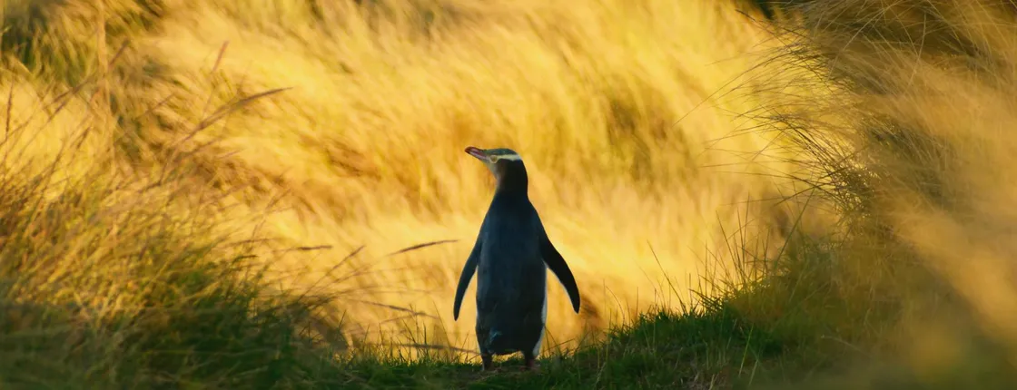 Penguin Habitat and Rehabilitation Centre Guided Tour in Dunedin