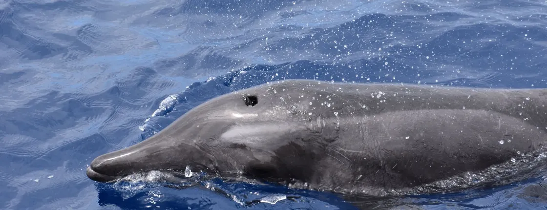 Tenerife Whale & Dolphin Eco Boat Trip
