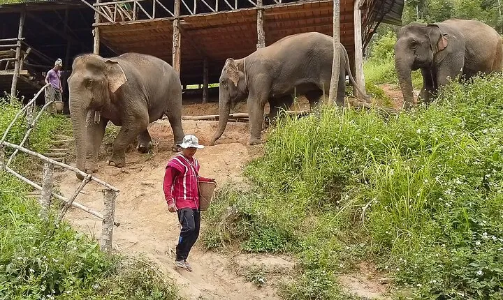 Half Day: Elephant Village Sanctuary