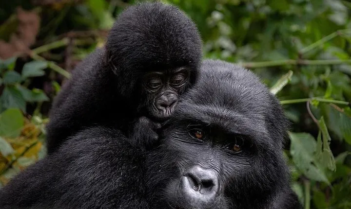 3 Days gorilla trekking Safari tour in Uganda