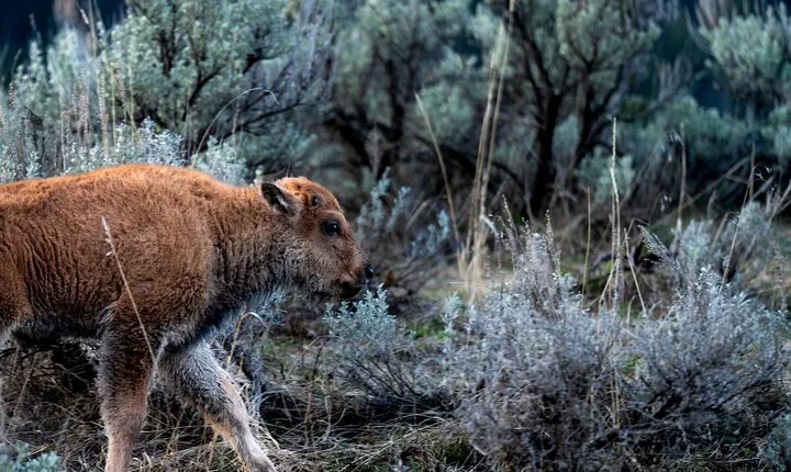 Full Day Wildlife Photography Tour In Yellowstone National Park