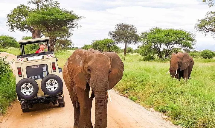 2 Days Ngutuni Conservancy Safari From Mombasa