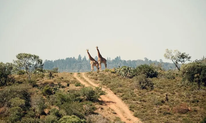 Nairobi National Park Safari