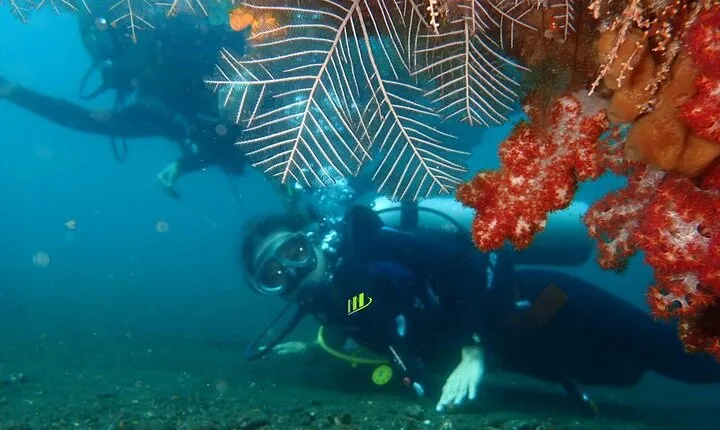 Private 8-Hour Guided Experience Dive in Tulamben