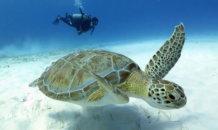 2-Tank Morning or Afternoon Dives in Playa del Carmen certified Divers Only