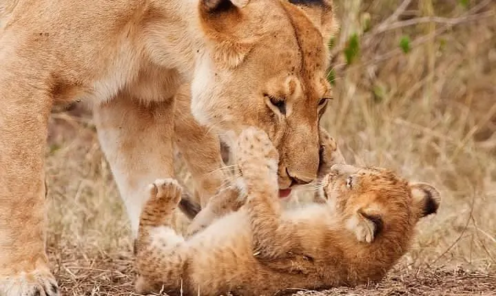 2-Days Tarangire National Park & Ngorongoro Crater Safari