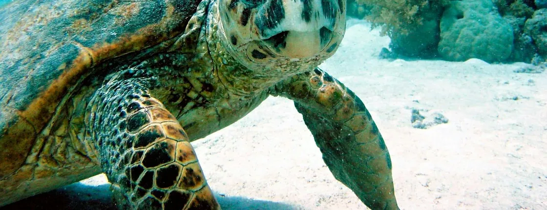 Snorkelling with Turtles and Cenote Swim in Riviera Maya