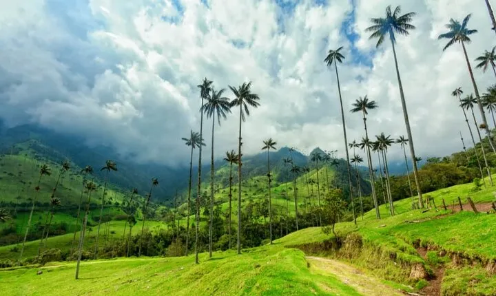Private Tour in Cocora Valley plus Horseback Riding