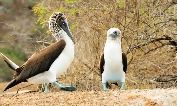 Lobos Island and Ochoa Beach Day Tour: Snorkeling & Wildlife
