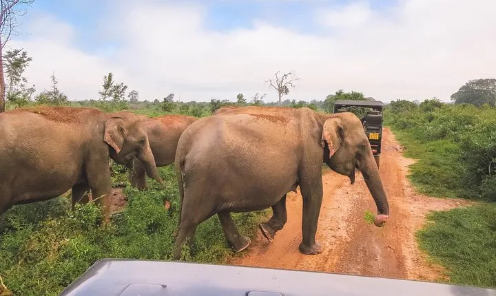 Bundala National Park Safari