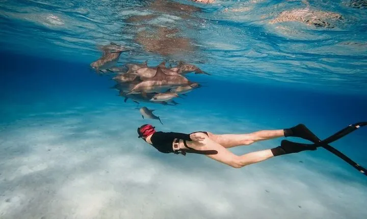 Snorkeling at Sataya Dolphin House With Lunch - Marsa Alam
