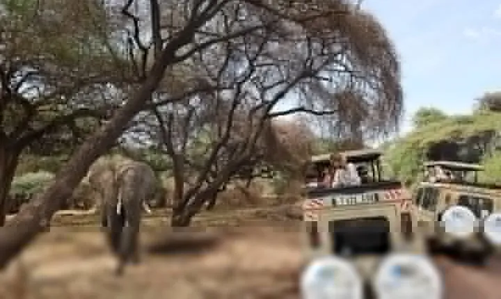 From Arusha: Day Trip to Lake Manyara National Park