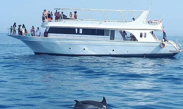 Dolphin House Snorkeling Sea Trip With Transfers – Marsa Alam