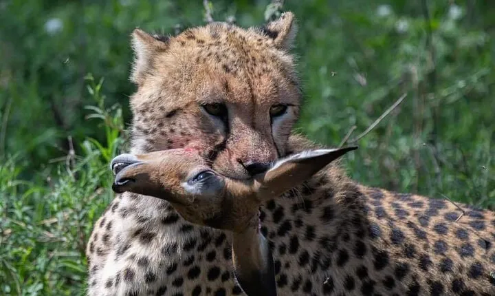 5-Days Lake Manyara, Serengeti, Ngorongoro Crater and Tarangire