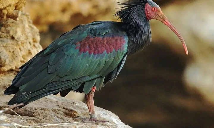 Wild National Park & Sahara Desert including Couscous & Tajine
